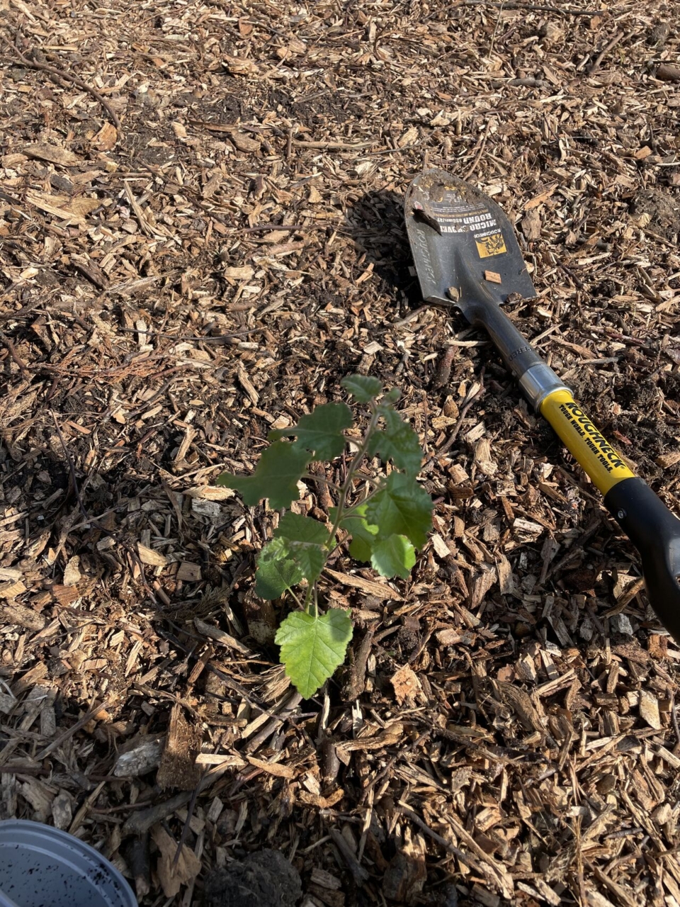 The first sapling planted